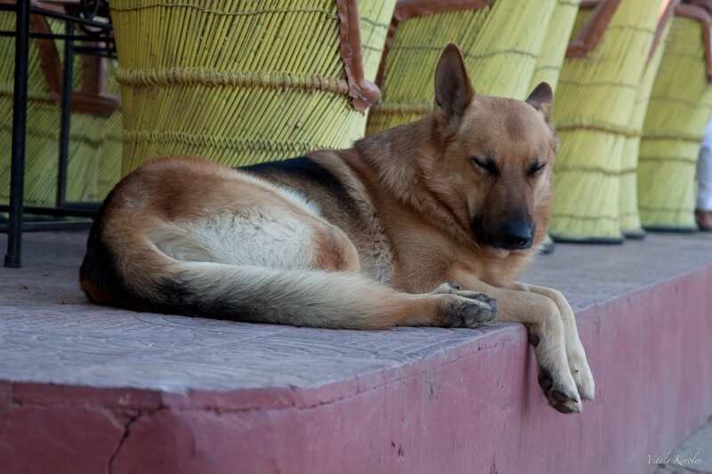 German Shepherd resting on a ledge