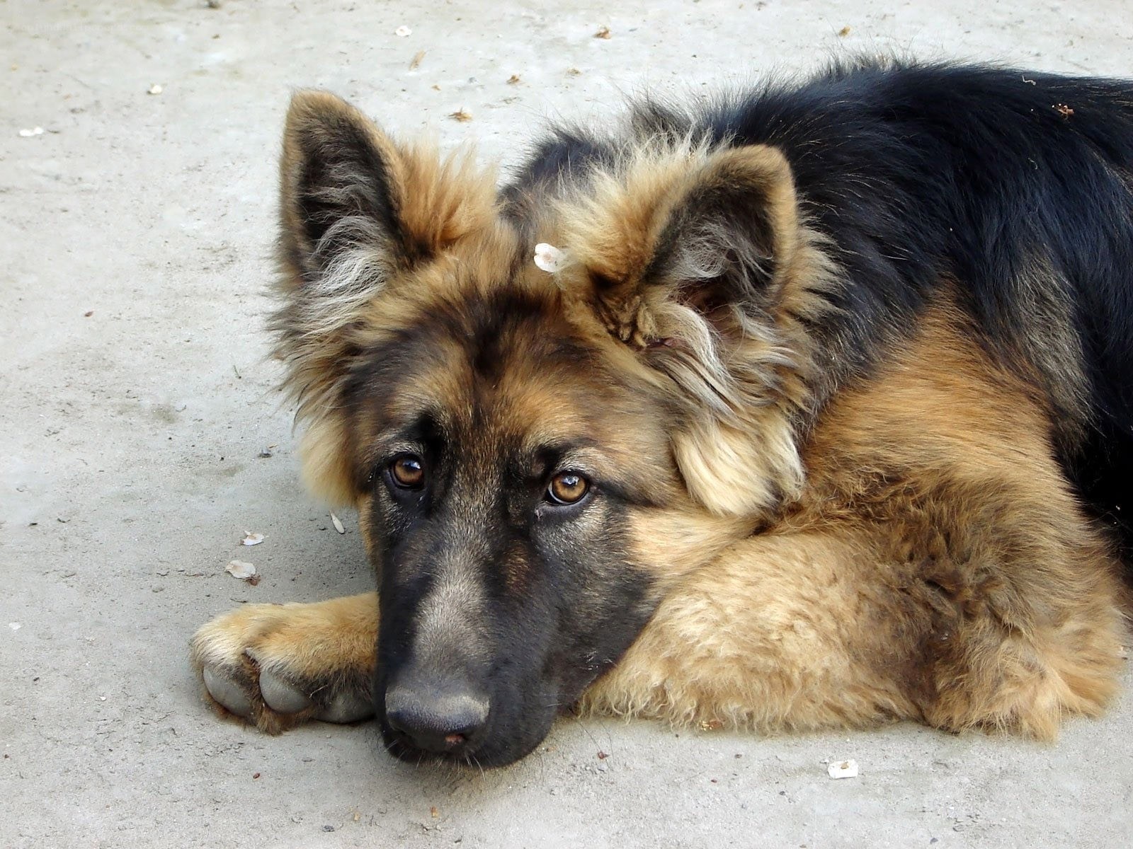 German Shepherd resting on concrete