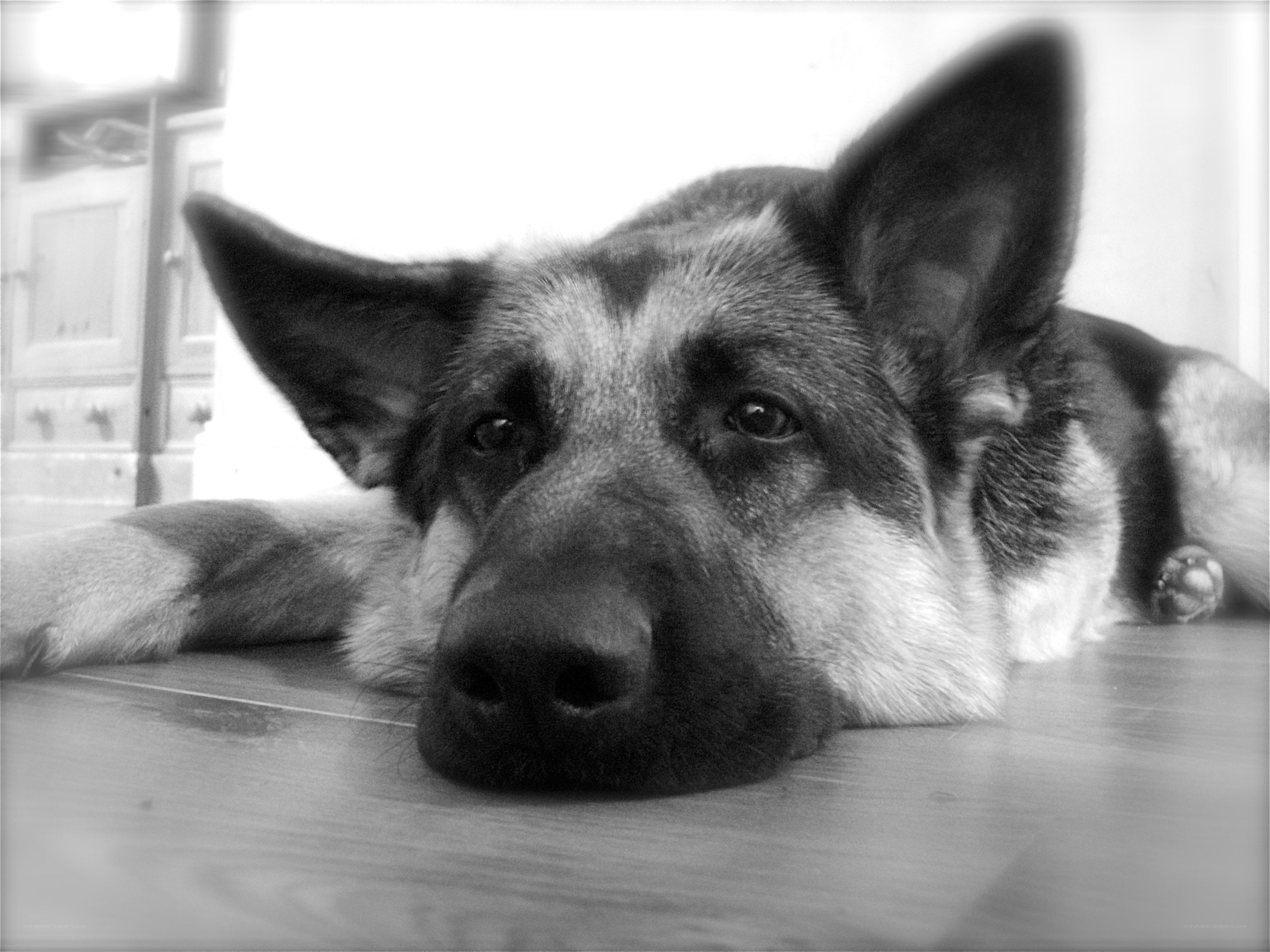 German Shepherd resting on floor