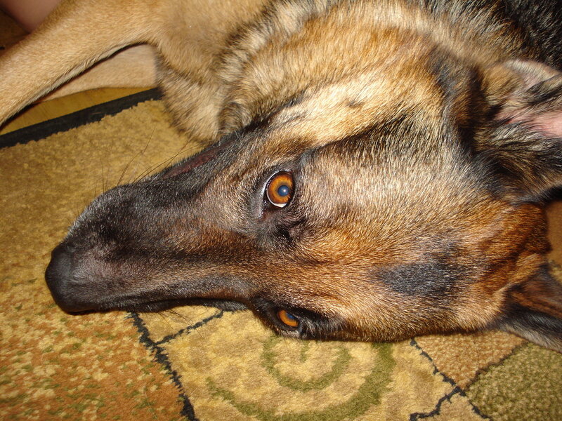 German Shepherd resting on rug