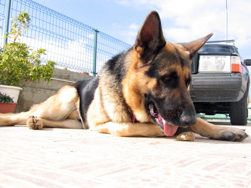 German Shepherd resting outdoors