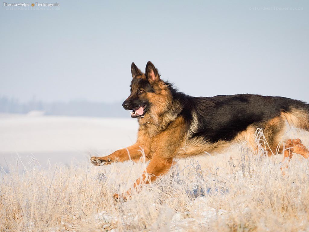 German Shepherd Running in Frost