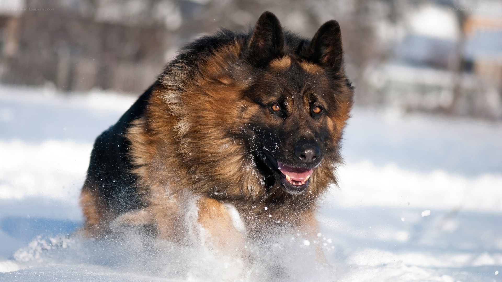 German Shepherd running in snow