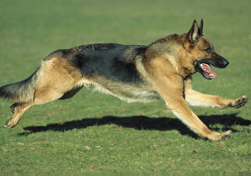 German Shepherd running on grass