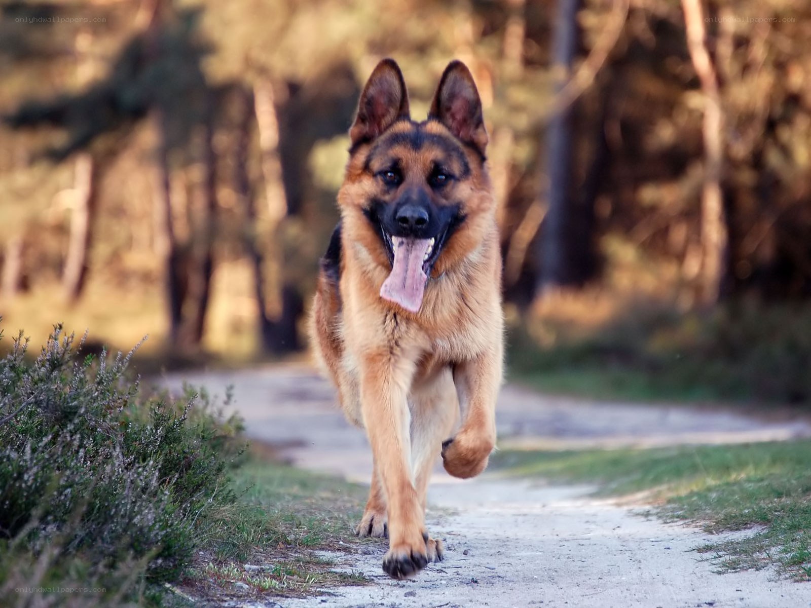 German Shepherd running on path