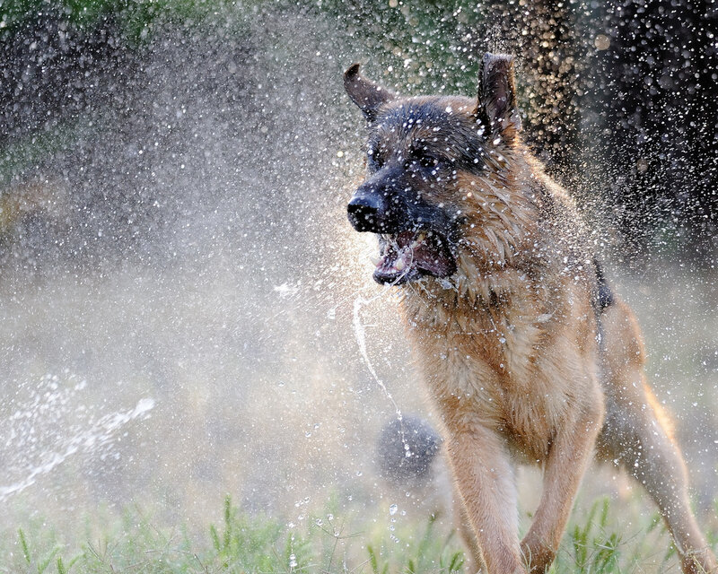 German Shepherd Shaking Water