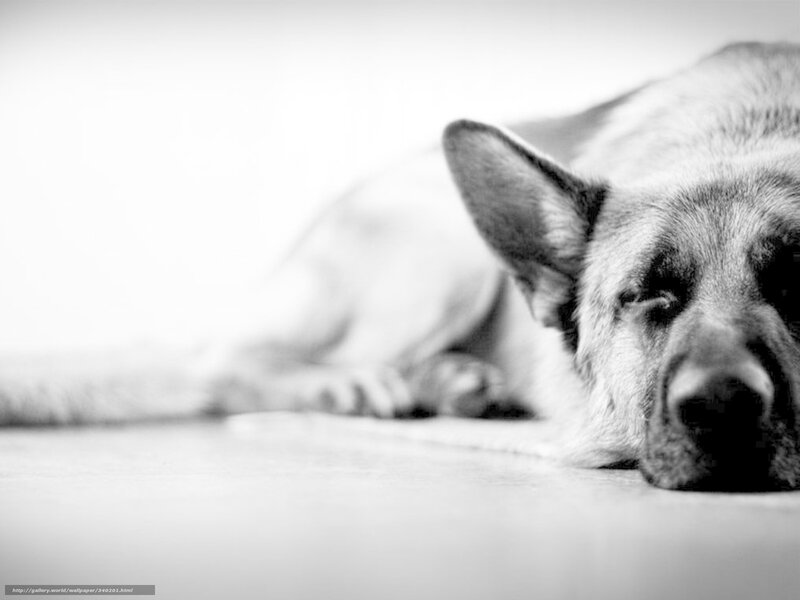 German Shepherd Sleeping