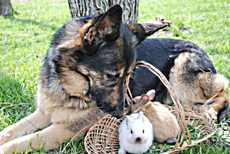 German Shepherd with Bunnies