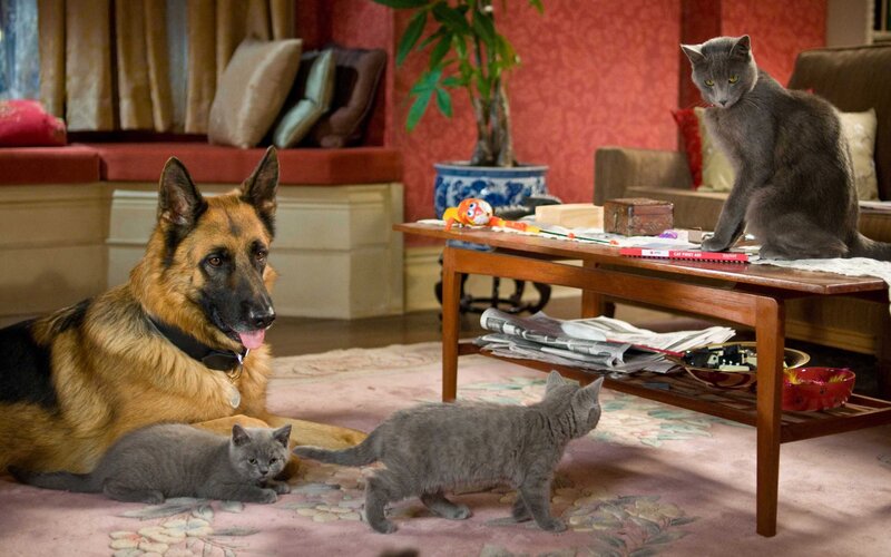 German Shepherd with Cats