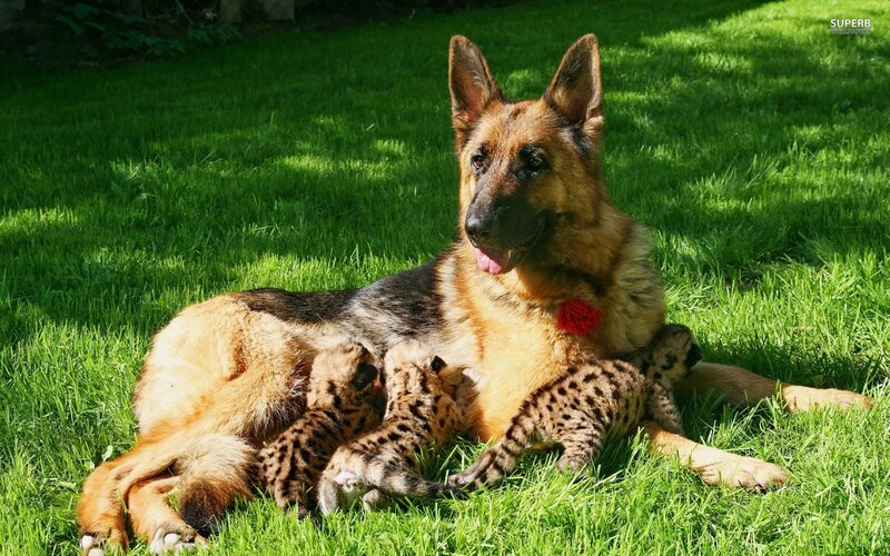 German Shepherd with cubs