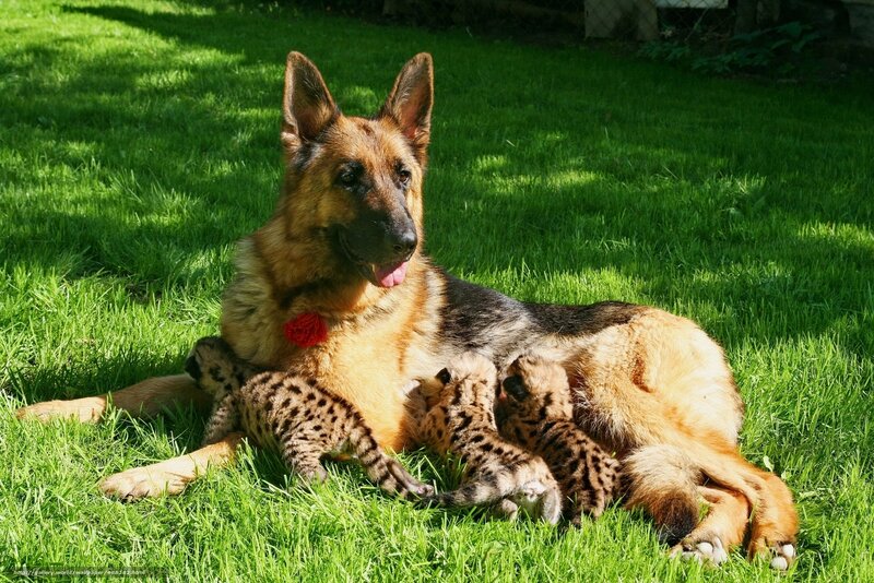 German Shepherd with cubs
