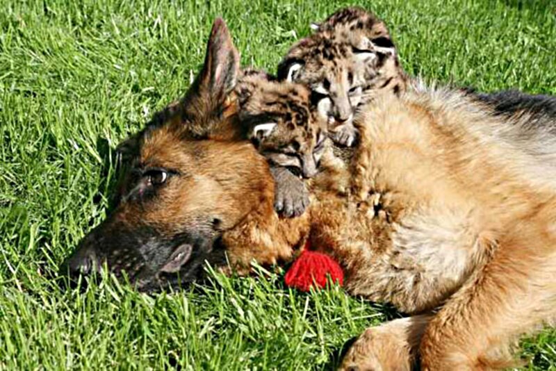 German Shepherd with Kittens — Green