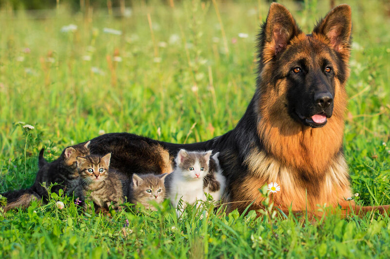 German Shepherd with Kittens