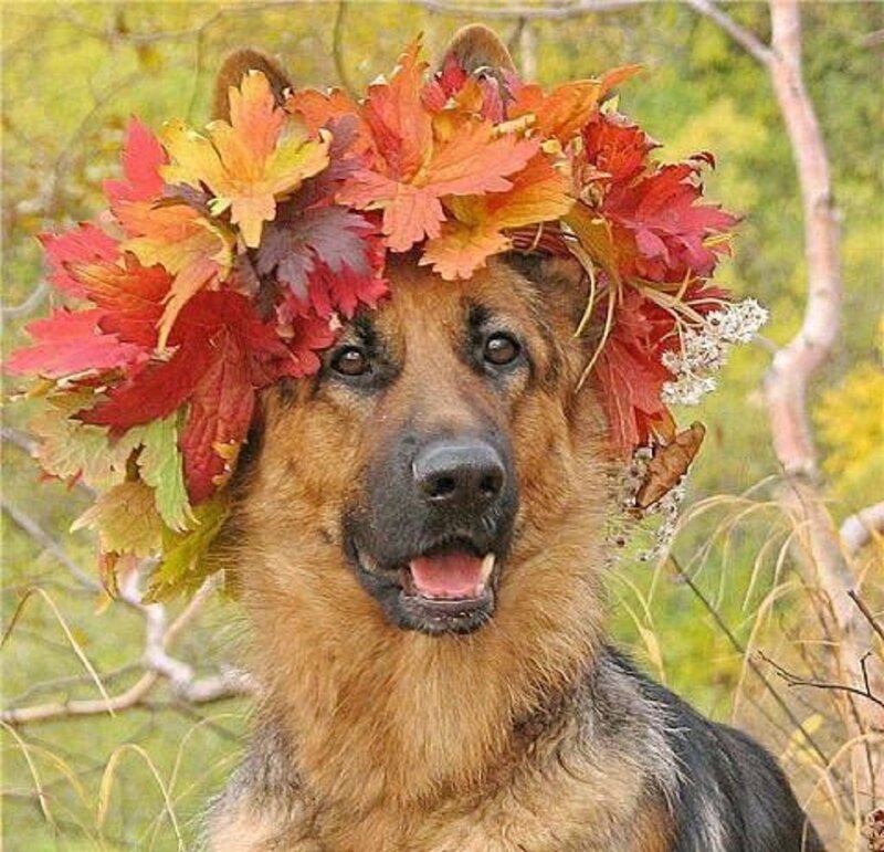 German Shepherd with Leaves
