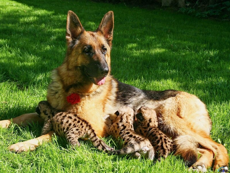 German Shepherd with Puppies — Green