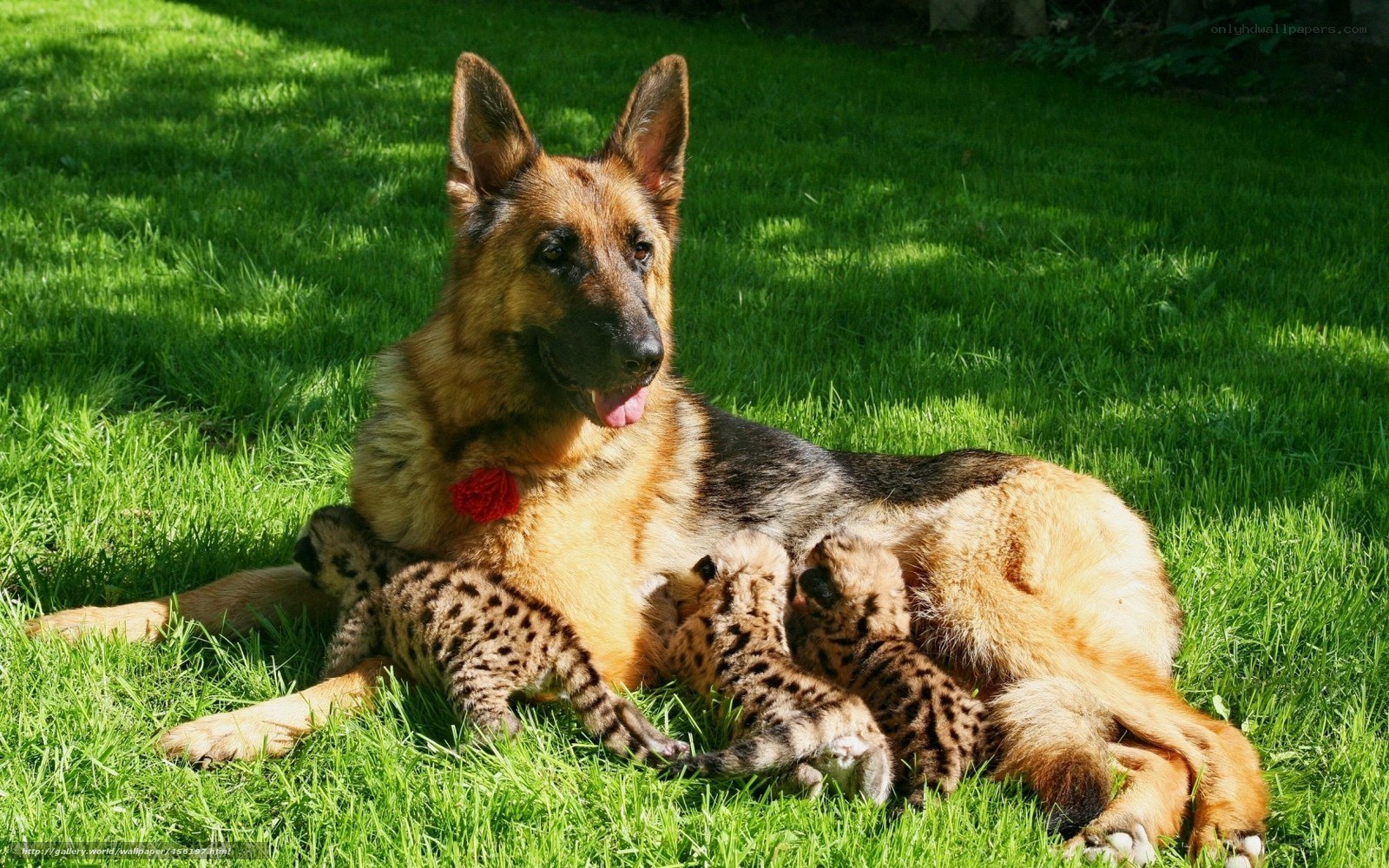 German Shepherd with puppies