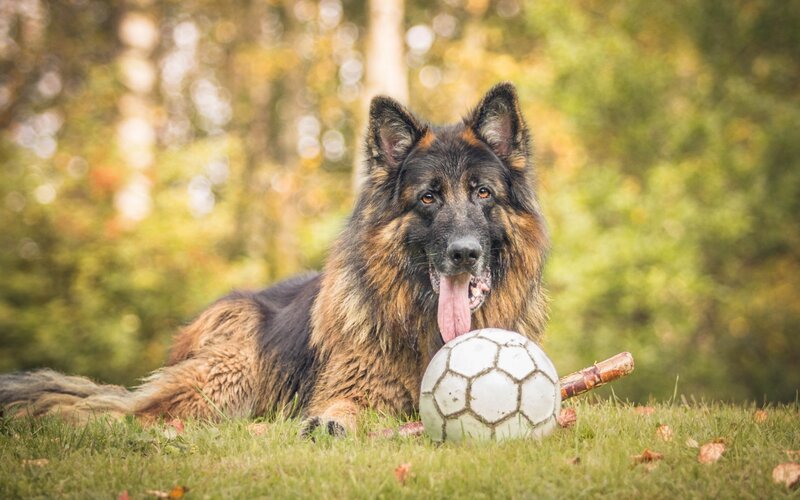 German Shepherd with soccer ball