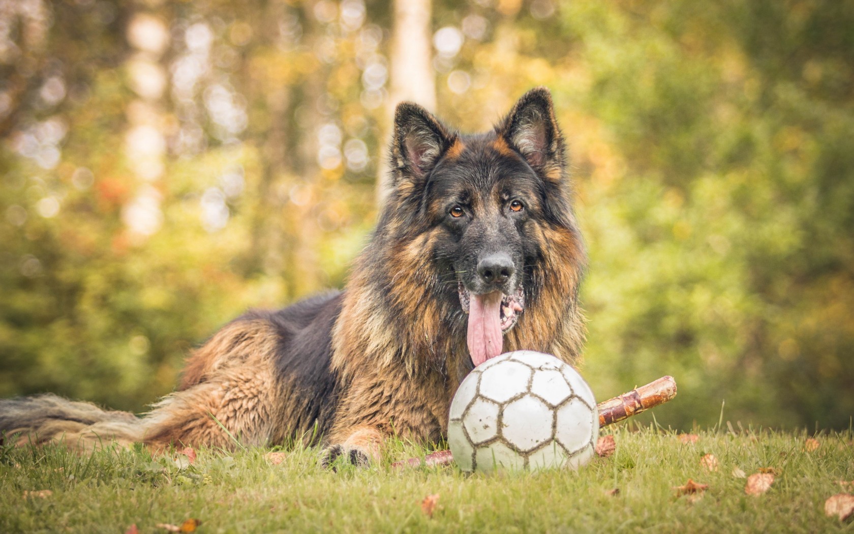 German Shepherd with soccer ball