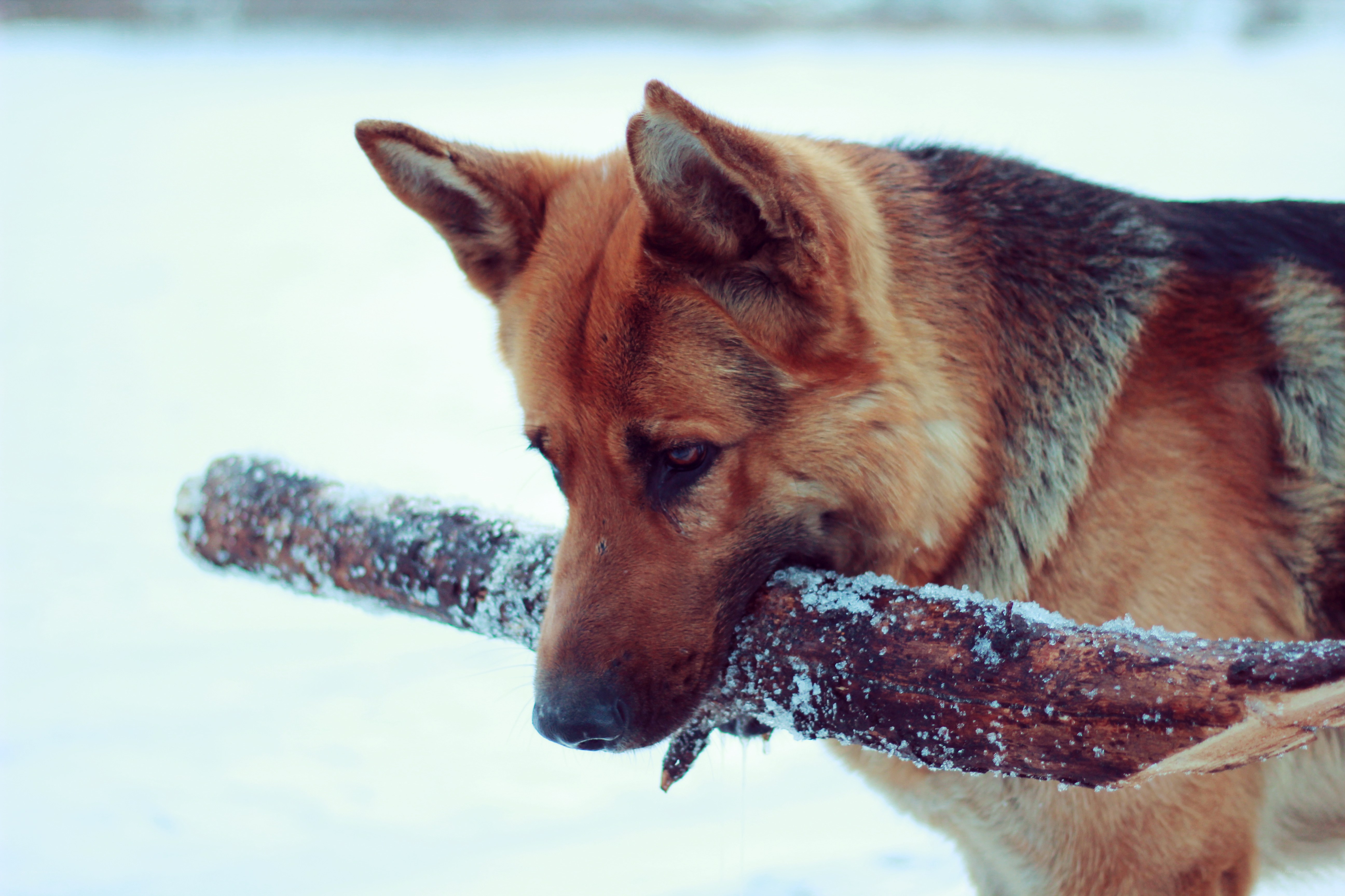 German Shepherd with stick in snow