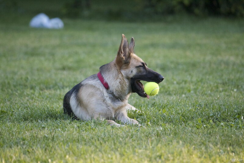 German Shepherd with Tennis Ball — Green