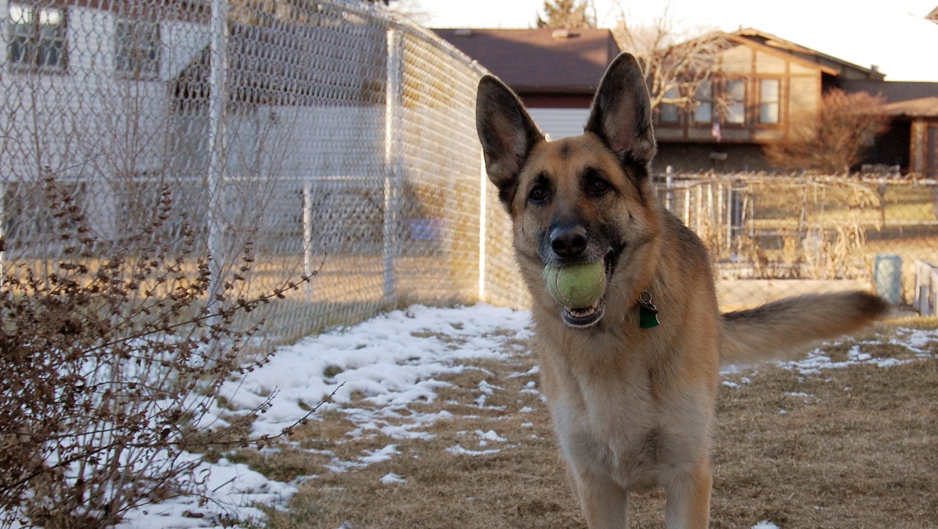 German Shepherd with tennis ball