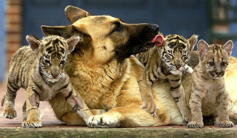 German Shepherd with Tiger Cubs