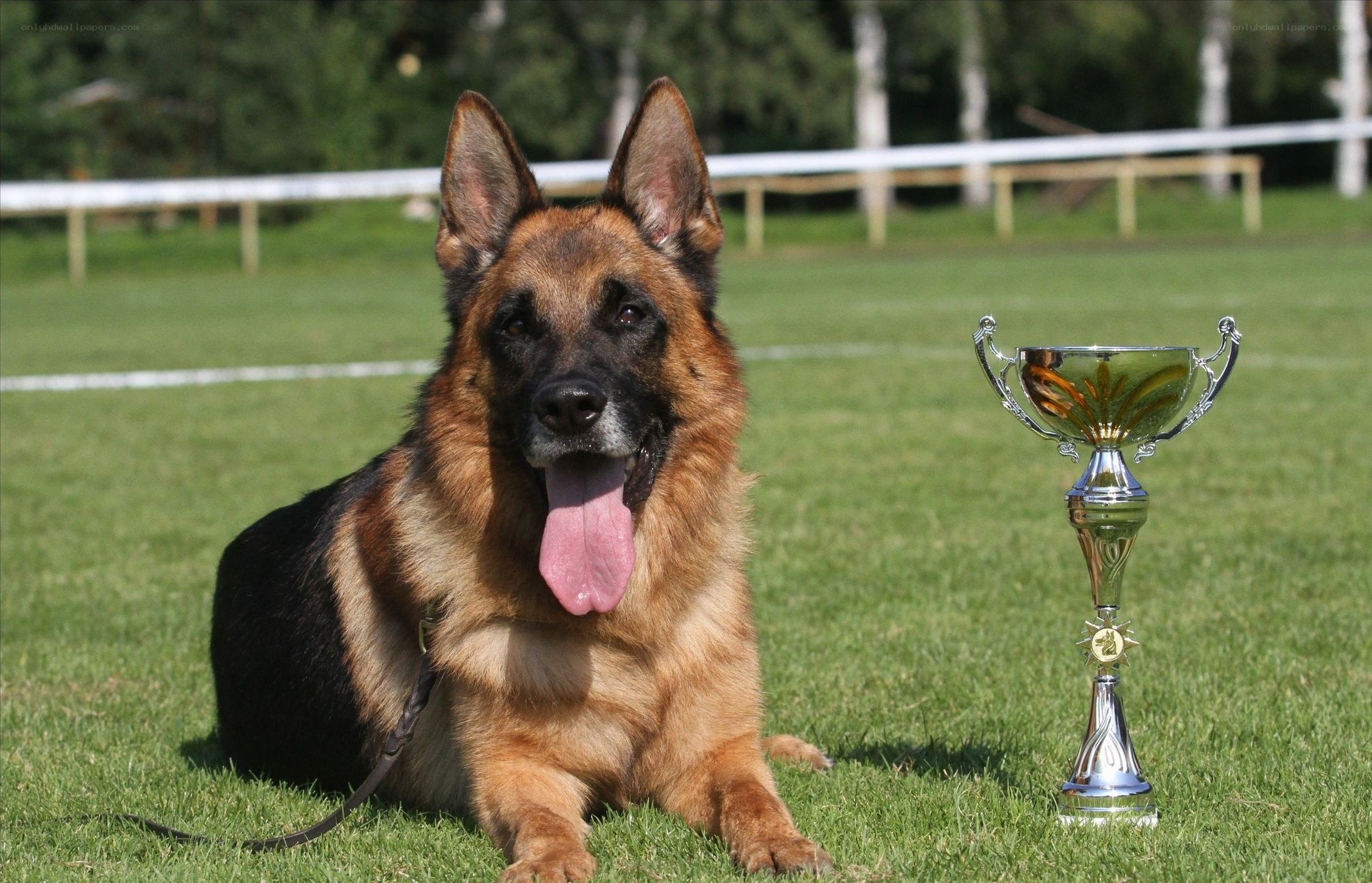 German Shepherd with Trophy