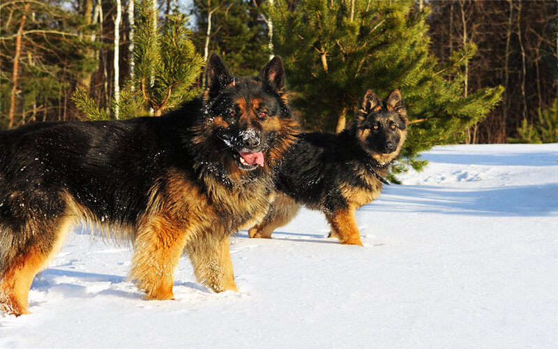 German Shepherds in Snow