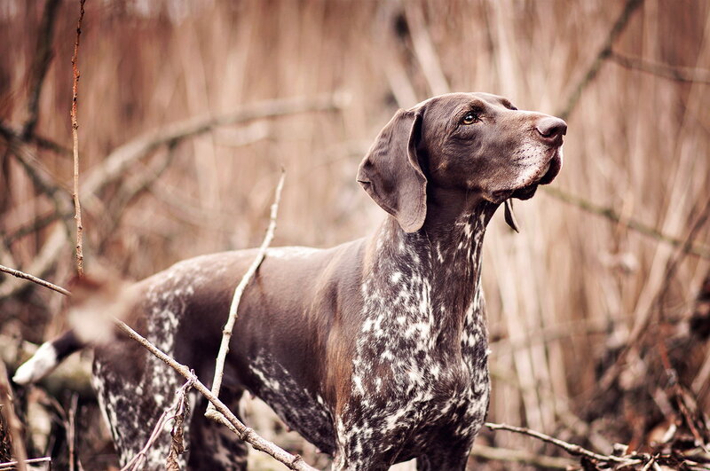 German Shorthaired Pointer — Brown, Alert, Autumn