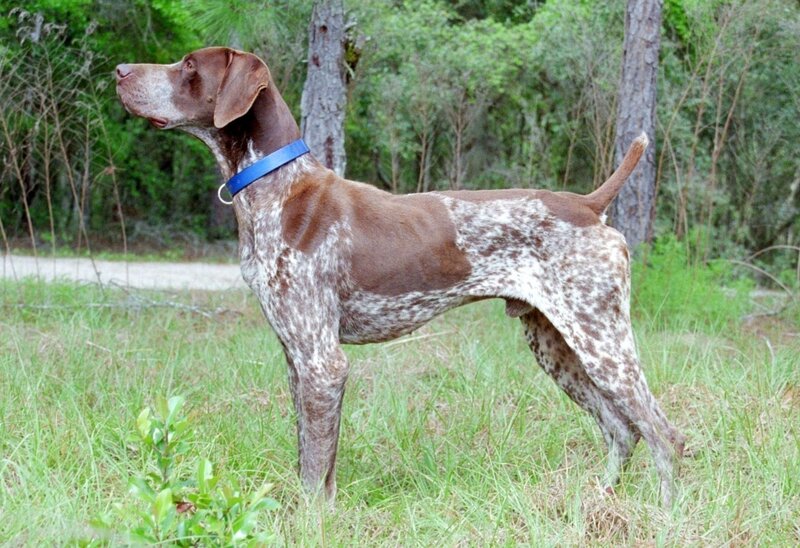 German Shorthaired Pointer — Brown, Alert