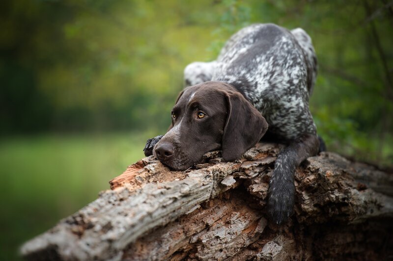 German Shorthaired Pointer — Brown, Calm, Afternoon