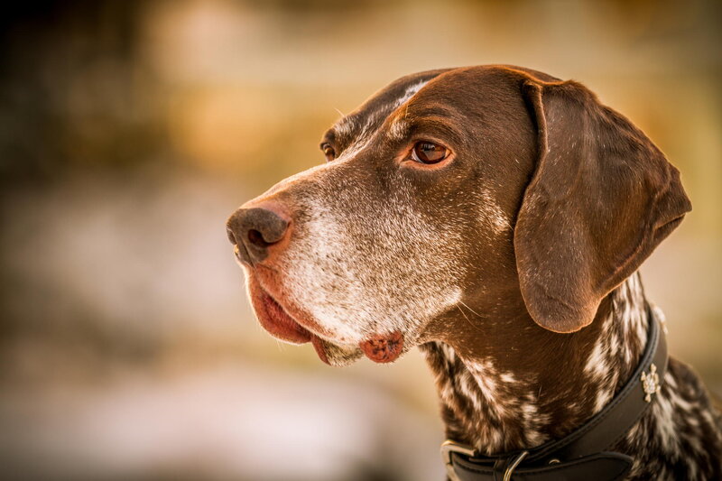 German Shorthaired Pointer — Brown, Calm