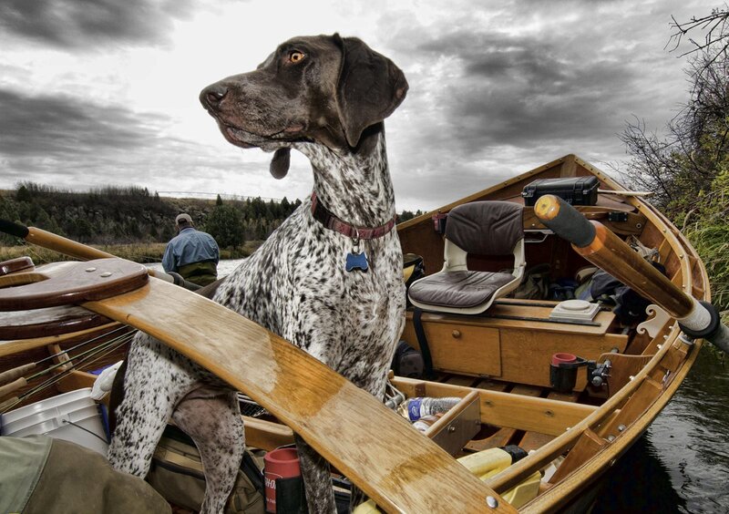 German Shorthaired Pointer — Brown, Dramatic