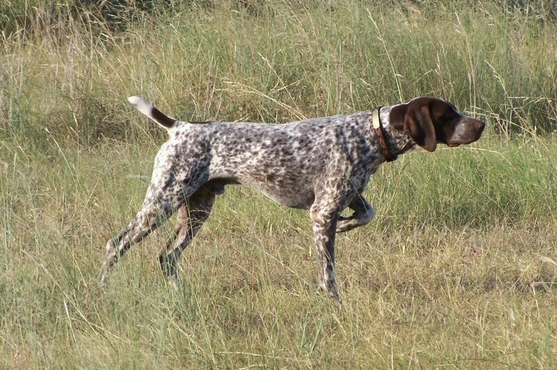 German Shorthaired Pointer — Brown