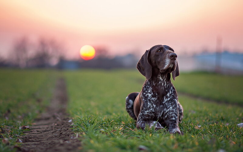 German Shorthaired Pointer — Green