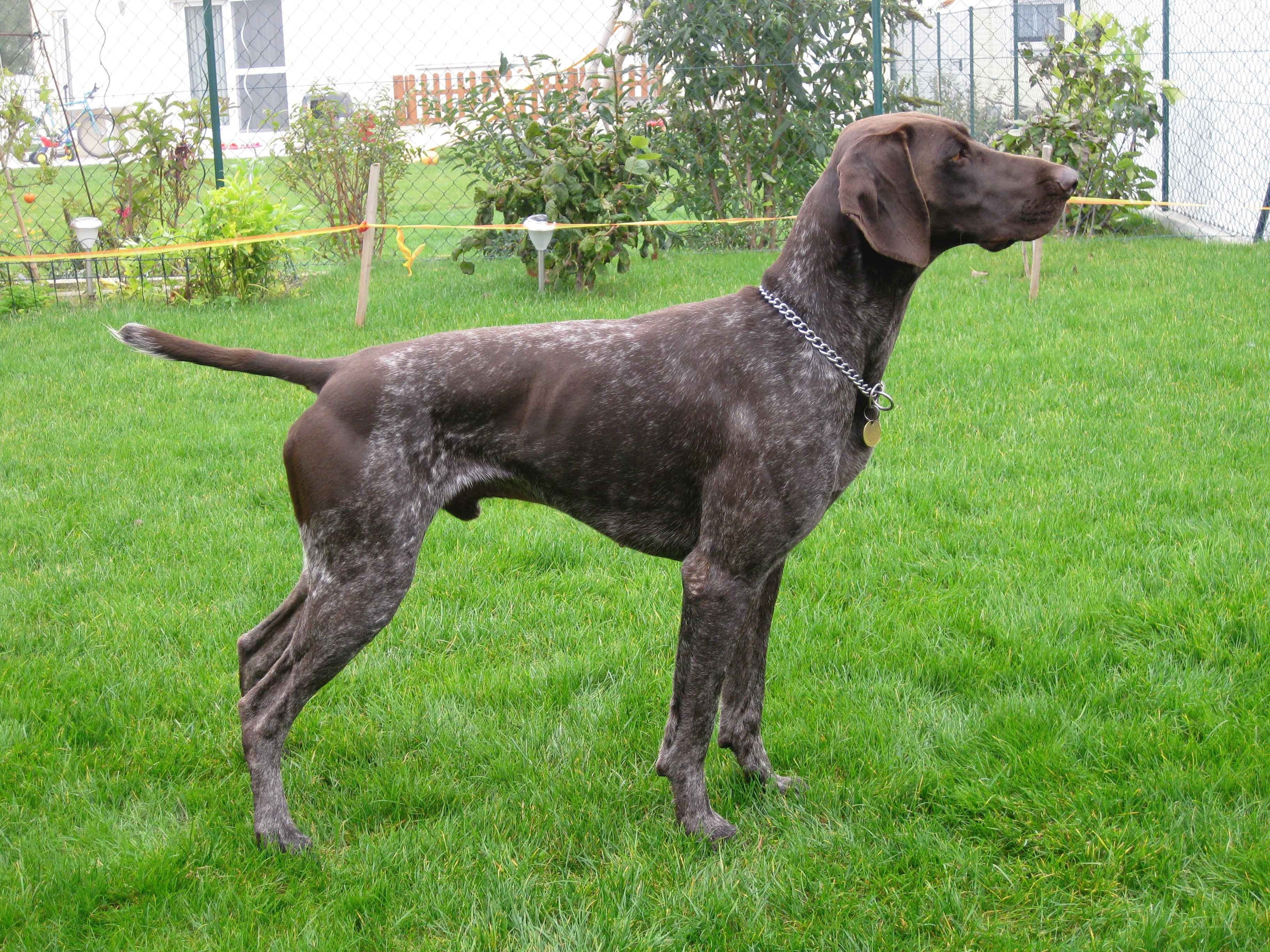 German Shorthaired Pointer in garden