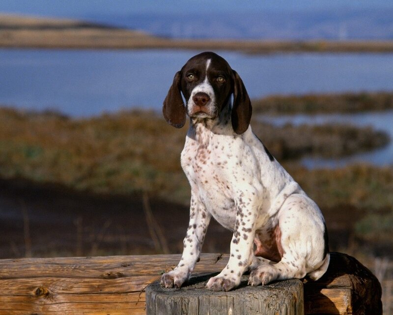 German Shorthaired Pointer Puppy — Brown, Calm