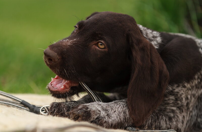 German Shorthaired Pointer Puppy — Brown