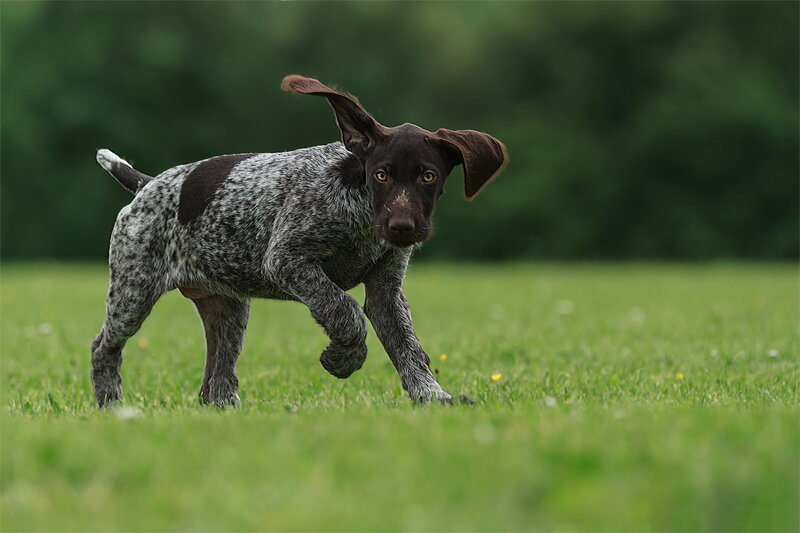German Shorthaired Pointer Puppy — Green