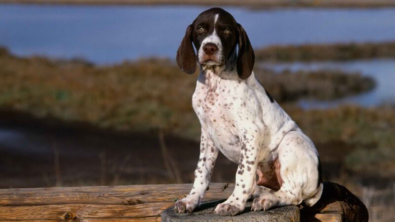 German Shorthaired Pointer puppy