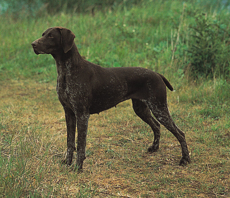 German Shorthaired Pointer