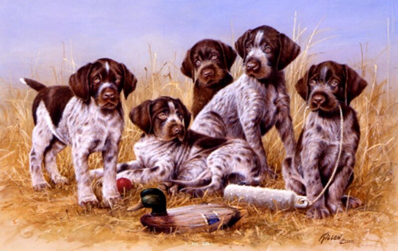 German Shorthaired Puppies