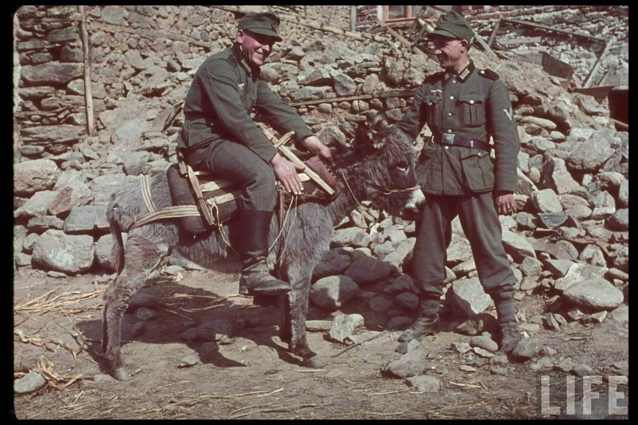 German soldiers with a donkey