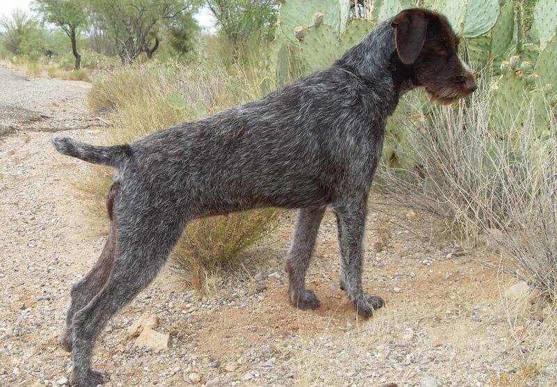 German Wirehaired Pointer