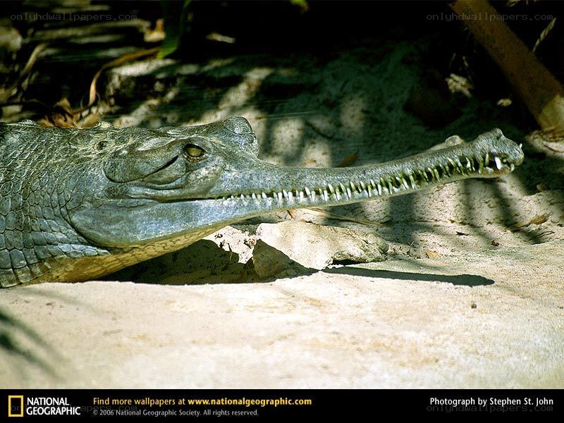 Gharial crocodile in sunlight