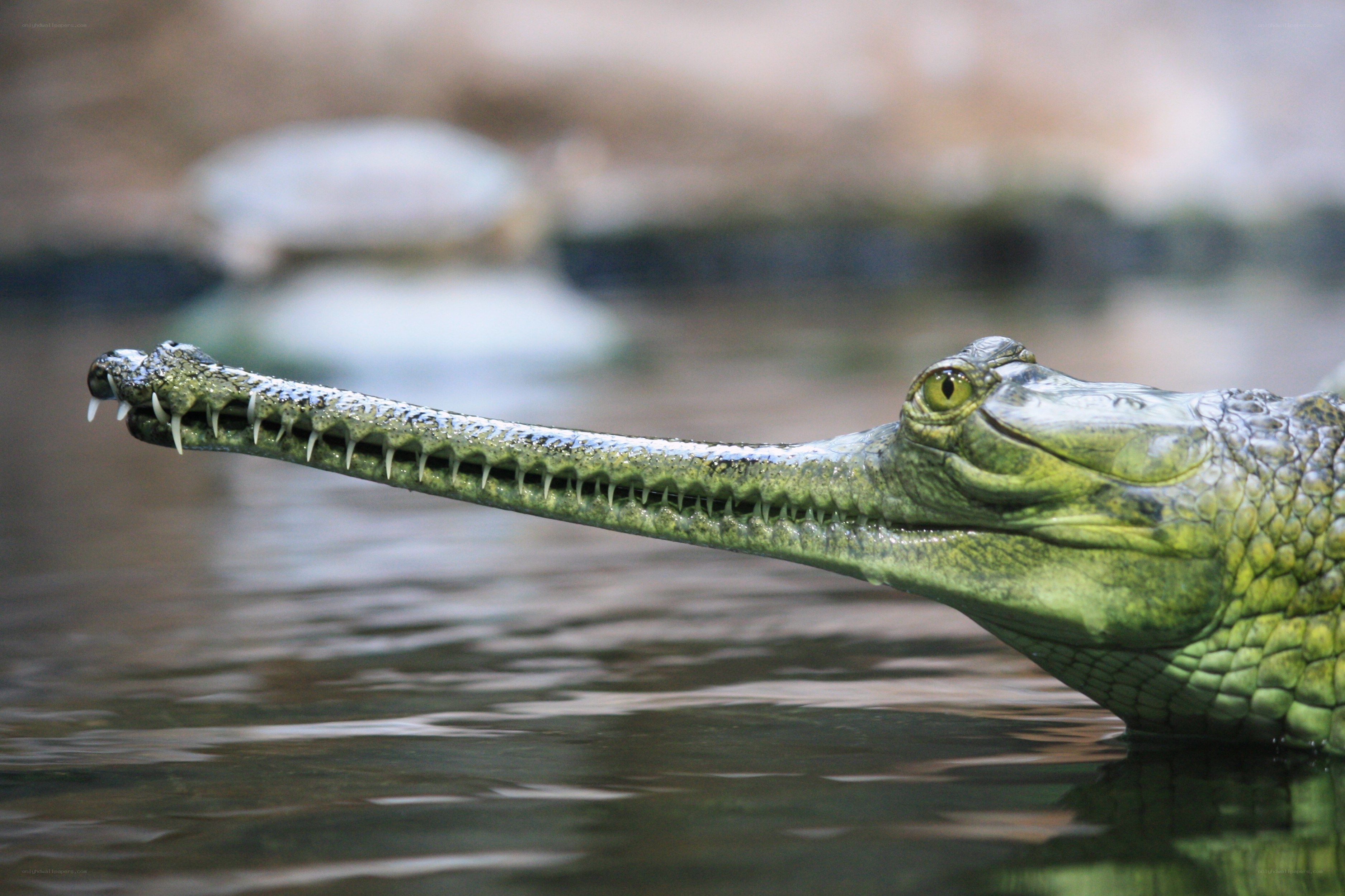 Gharial crocodile in water