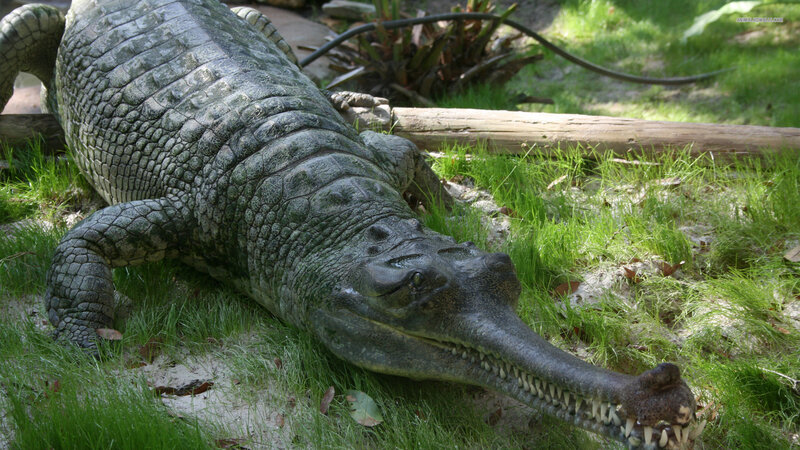 Gharial Crocodile
