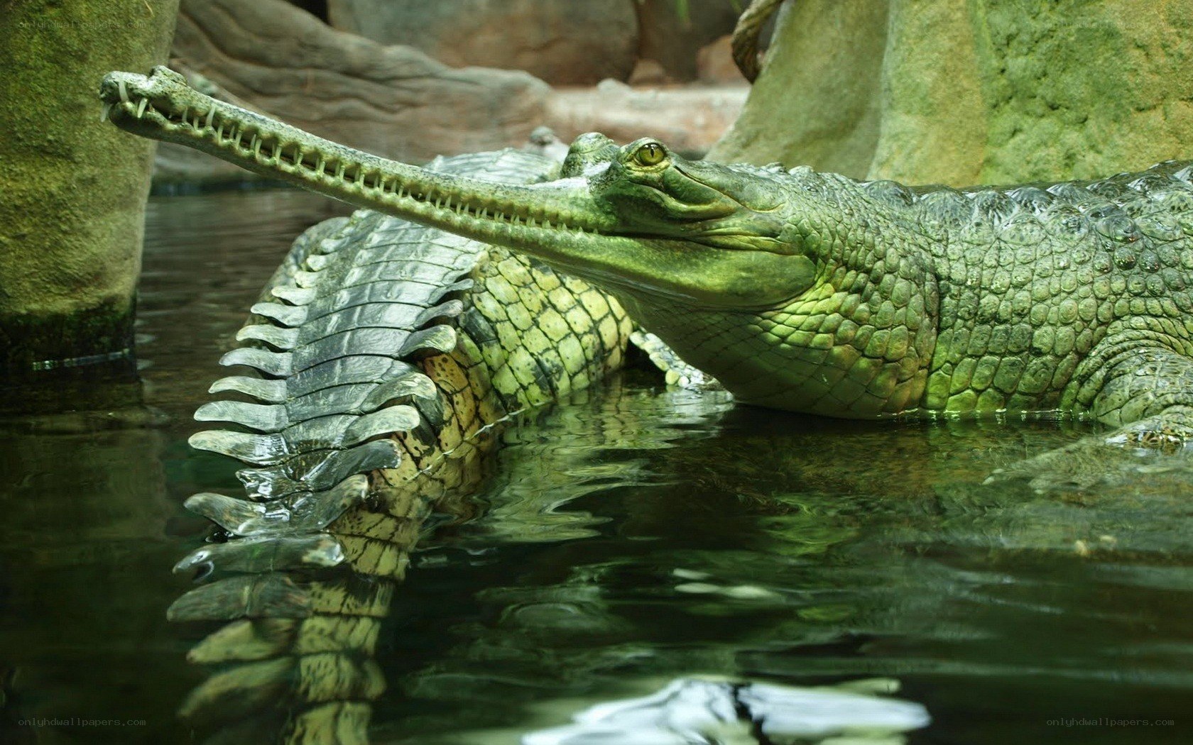 Gharial in water
