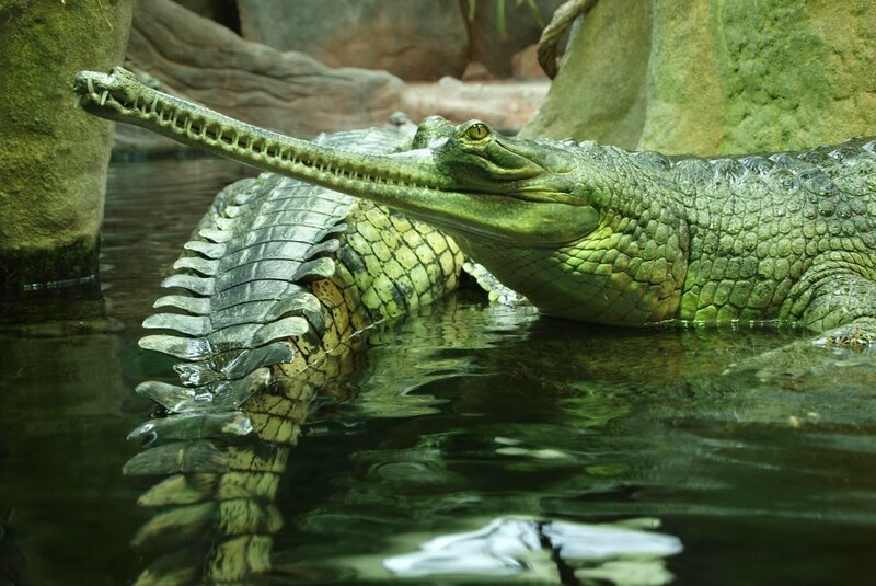 Gharial in water