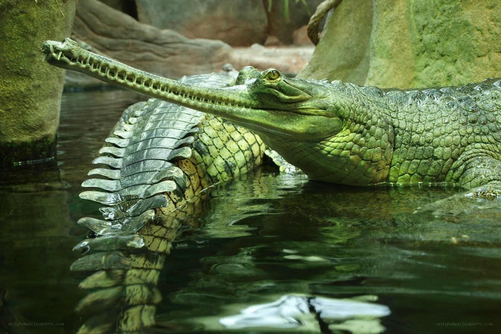 Gharial in water